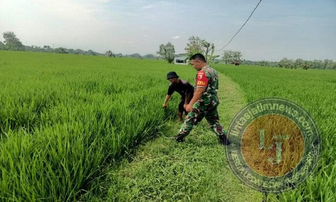Penguatan Ketahanan Pangan, Babinsa Kodim Ponorogo Aktif Pendampingan Petani
