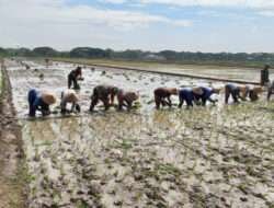 Babinsa Bergelut dengan Lumpur, Semangat Tanam Padi Bersama Petani