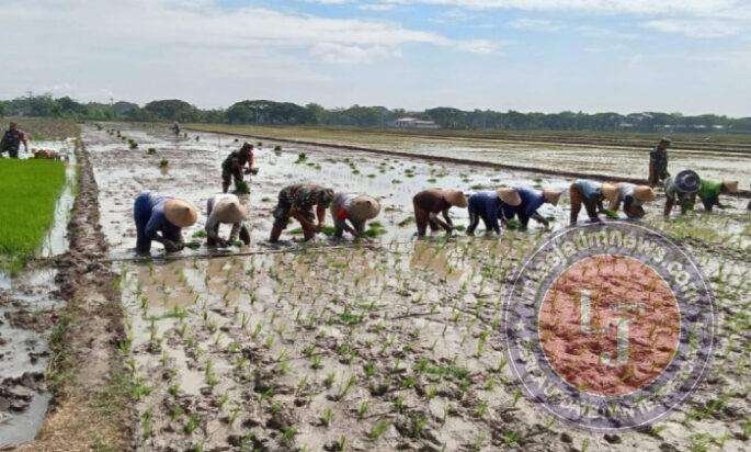 Babinsa Bergelut dengan Lumpur, Semangat Tanam Padi Bersama Petani