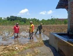 Demi Padi yang Tumbuh Subur, Babinsa Sendangrejo Turun Langsung Dampingi Olah Lahan