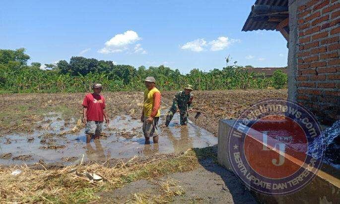 Demi Padi yang Tumbuh Subur, Babinsa Sendangrejo Turun Langsung Dampingi Olah Lahan