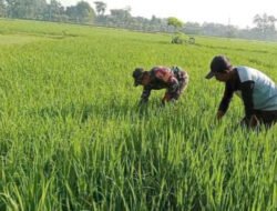 Babinsa Kodim Ponorogo Bantu Petani Penyiangan Tanaman Padi