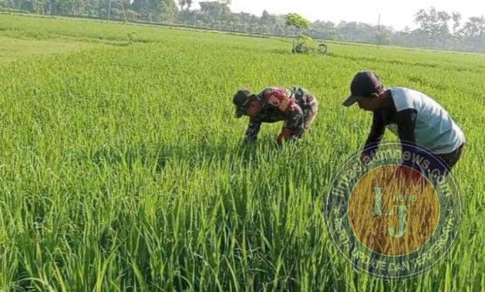 Babinsa Kodim Ponorogo Bantu Petani Penyiangan Tanaman Padi