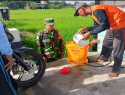 Babinsa Turun ke Sawah, Dampingi Petani Krandegan Cegah Serangan Hama Padi