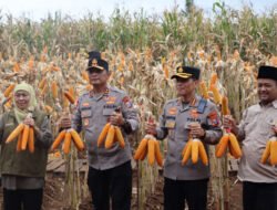 Kapolda Jatim dan Gubernur Panen Jagung di Green Farm Banyuwangi Penuhi Target Swasembada Pangan‎