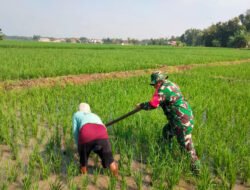 Di Tengah Terik, Babinsa Kranggan Turun ke Sawah Bantu Petani Bersihkan Gulma