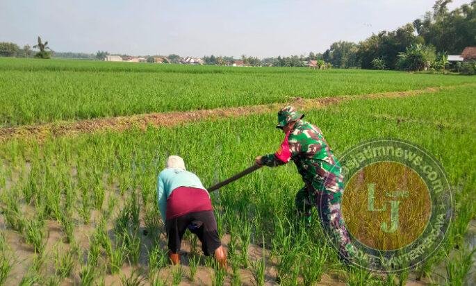 Di Tengah Terik, Babinsa Kranggan Turun ke Sawah Bantu Petani Bersihkan Gulma