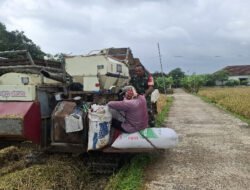 Babinsa Tambakmas Turun Tangan Bantu Warga Panen Padi