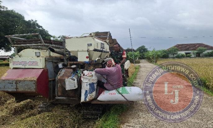 Babinsa Tambakmas Turun Tangan Bantu Warga Panen Padi
