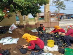 Hijaukan Pekarangan Desa, Babinsa Buduran Gandeng PKK Tanam Sayuran di Sekitar Kantor Desa