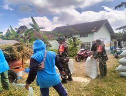 Babinsa Isi Harinya dengan Panen Bersama Petani di Wilayah Binaan
