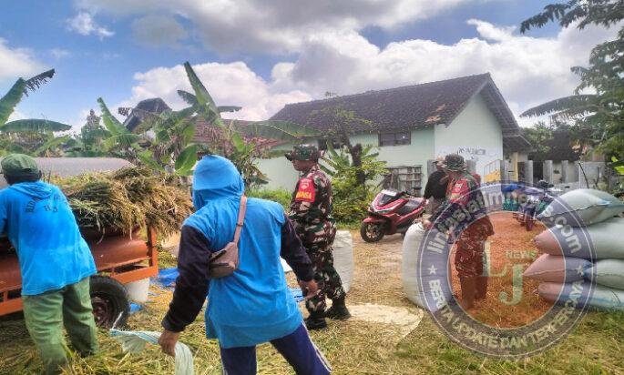 Babinsa Isi Harinya dengan Panen Bersama Petani di Wilayah Binaan