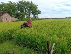 Pendampingan Babinsa Kodim Ponorogo Dorong Petani Tingkatkan Hasil Panen