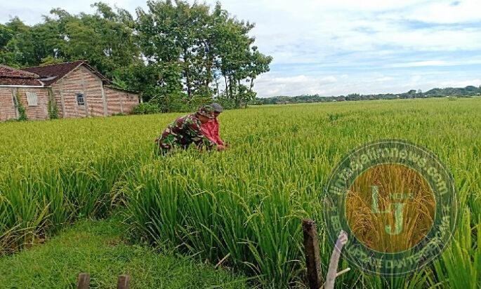 Pendampingan Babinsa Kodim Ponorogo Dorong Petani Tingkatkan Hasil Panen