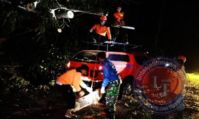 Hujan Deras Tumbangkan Pohon Sengon, Jalur Nasional Trenggalek–Ponorogo Sempat Lumpuh