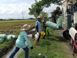 Babinsa Turut Panen Padi, Puasa Ramadan Tak Menjadi Halangan