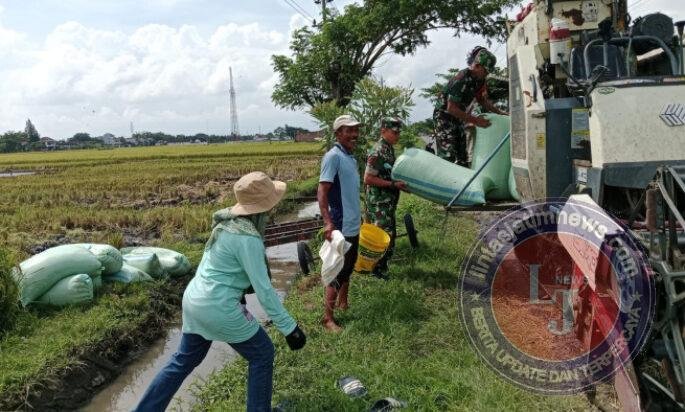Babinsa Turut Panen Padi, Puasa Ramadan Tak Menjadi Halangan