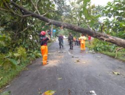 Jalan Macet Terhalang Pohon Tumbang, Anggota Kodim Ponorogo Atasi