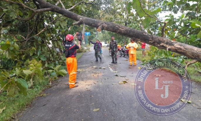 Jalan Macet Terhalang Pohon Tumbang, Anggota Kodim Ponorogo Atasi