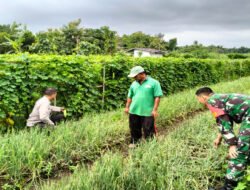 Babinsa Jatisari Turun ke Sawah, Dampingi Petani Rawat Bawang Merah