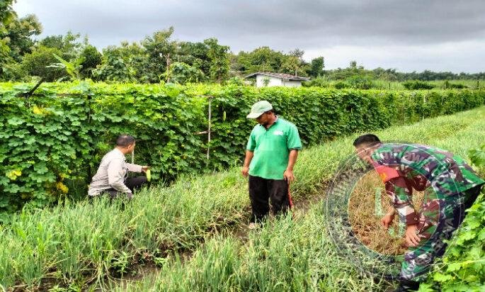 Babinsa Jatisari Turun ke Sawah, Dampingi Petani Rawat Bawang Merah
