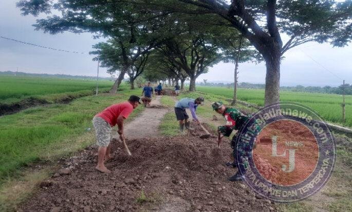 Jalan ke Sawah Lebih Mudah, Babinsa dan Warga Desa Bulu Gotong Royong Ratakan Tanah Urukan