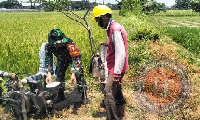 Babinsa Winongo Dampingi Pompanisasi Sawah, Petani Berharap Panen Padi Meningkat