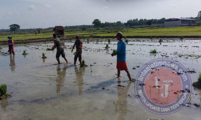 Babinsa Bantu Tanam Padi, Berharap Panen Kedepan Melimpah