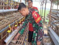 Babinsa Kanung Kawal Ketahanan Pangan Lewat Peternakan Ayam Petelur