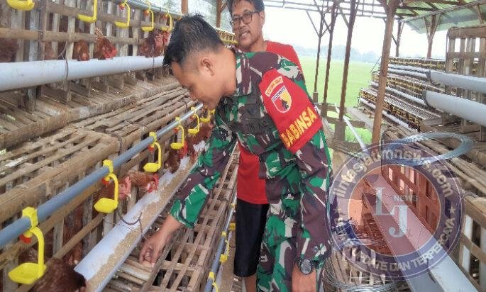 Babinsa Kanung Kawal Ketahanan Pangan Lewat Peternakan Ayam Petelur