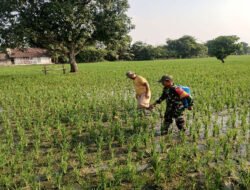 Babinsa Turun ke Sawah, Dampingi Petani Muneng Semprot Pupuk Daun Demi Hasil Panen Lebih Optimal