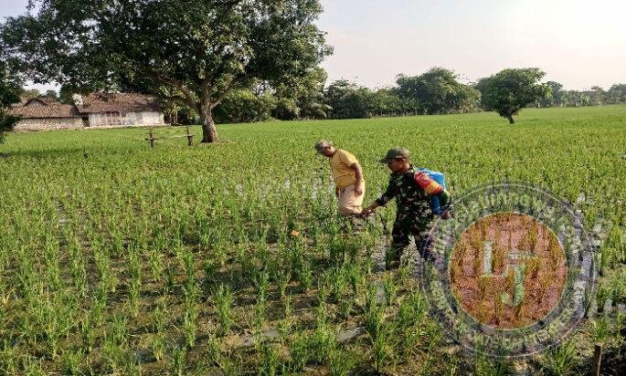 Babinsa Turun ke Sawah, Dampingi Petani Muneng Semprot Pupuk Daun Demi Hasil Panen Lebih Optimal