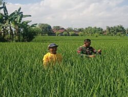 Menjaga Asa di Sawah, Babinsa Banyukambang Dampingi Petani demi Ketahanan Pangan