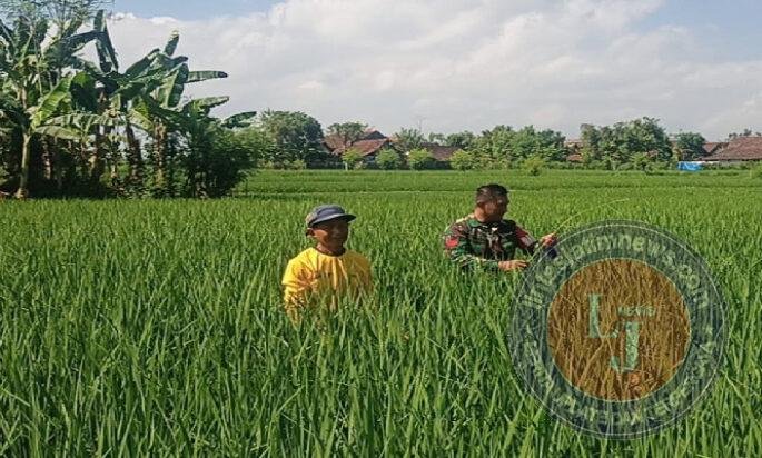 Menjaga Asa di Sawah, Babinsa Banyukambang Dampingi Petani demi Ketahanan Pangan