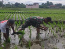 Optimalkan Populasi Tanaman, Babinsa Kodim Ponorogo Bantu Petani Penyulaman Bibit Padi