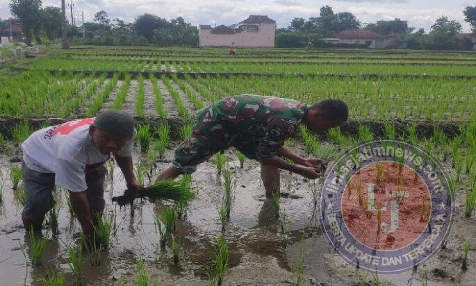 Optimalkan Populasi Tanaman, Babinsa Kodim Ponorogo Bantu Petani Penyulaman Bibit Padi
