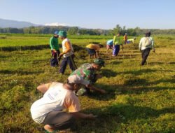 Aksi Gotong Royong Babinsa dan Warga Bersihkan Lapangan Desa Mruwak