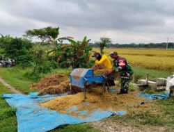 Bantu Petani Panen Padi, Upaya Babinsa Kodim Ponorogo Sukseskan Perkuatan Hanpangan