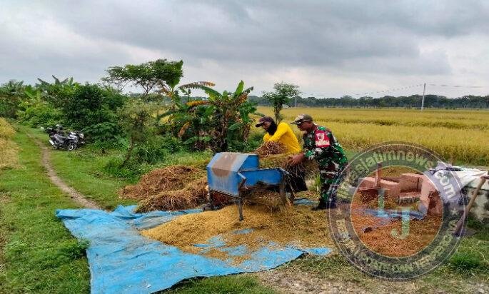Bantu Petani Panen Padi, Upaya Babinsa Kodim Ponorogo Sukseskan Perkuatan Hanpangan