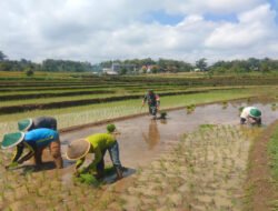 Di Balik Suburnya Sawah Morang, Ada Peran Babinsa Menguatkan Semangat Petani Tanam Padi