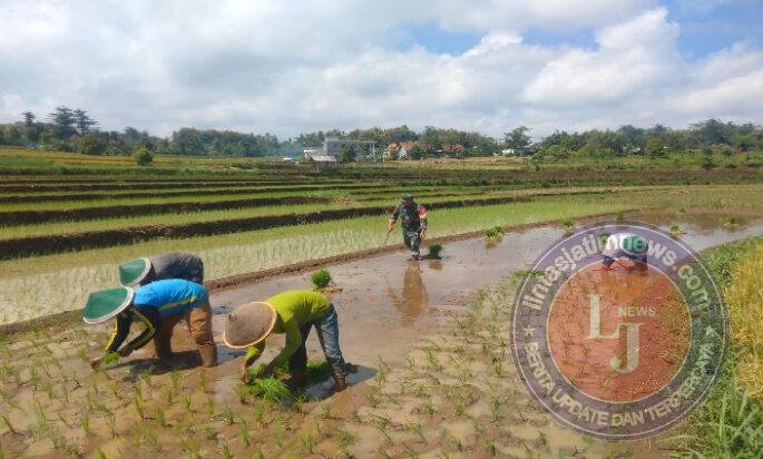 Di Balik Suburnya Sawah Morang, Ada Peran Babinsa Menguatkan Semangat Petani Tanam Padi