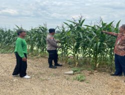 Polresta Sidoarjo Optimalkan Swasembada Pangan, Dampingi Petani Jagung di Krembung