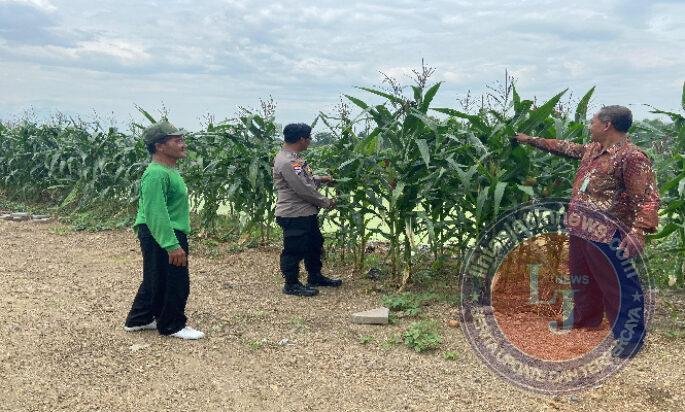 Polresta Sidoarjo Optimalkan Swasembada Pangan, Dampingi Petani Jagung di Krembung