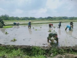 Babinsa Berjibaku dengan Lumpur, Kenakan Baju Loreng Turun ke Sawah Tanam Padi