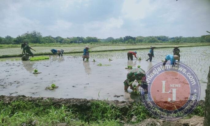 Babinsa Berjibaku dengan Lumpur, Kenakan Baju Loreng Turun ke Sawah Tanam Padi