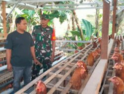Dari Kandang Sederhana, Babinsa Klumpit Dampingi Peternakan Ayam Skala Rumahan