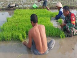 Dari Persemaian Menuju Harapan, Babinsa Tambakmas Turun ke Sawah Bantu Petani Ndaut