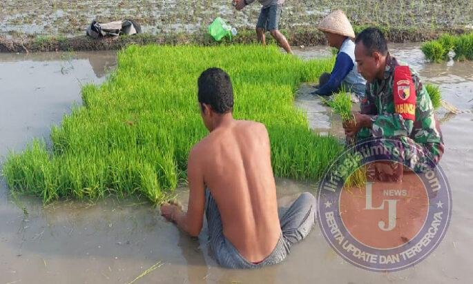 Dari Persemaian Menuju Harapan, Babinsa Tambakmas Turun ke Sawah Bantu Petani Ndaut