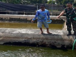 Sentuhan Babinsa di Kolam Lele Desa Bagi, Dari Monitoring Wilayah hingga Menguatkan Ekonomi Warga