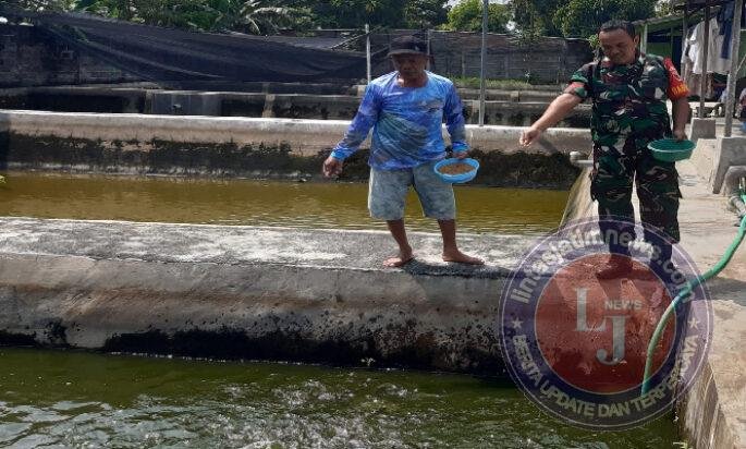 Sentuhan Babinsa di Kolam Lele Desa Bagi, Dari Monitoring Wilayah hingga Menguatkan Ekonomi Warga